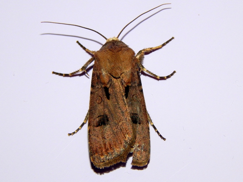 Noctuide da ID